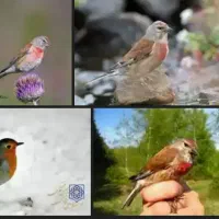 سهره سینه سرخ
