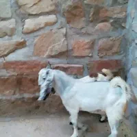 بیگ|حیوانات مزرعه|مسجد سلیمان, |دیوار