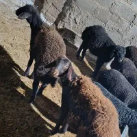 فروش یک جفت بره ماده