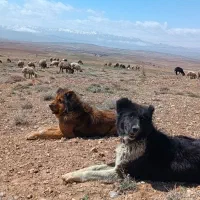 سگه گله ای تیران