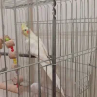 دو عدد عروس هلندی|پرنده|سنندج, |دیوار