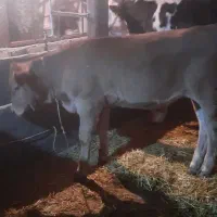 فروش ۴ تا گوساله درجه یک|حیوانات مزرعه|نهاوند, |دیوار