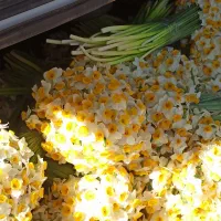 عمده گل نرگس قیمت روزانه می‌باشد