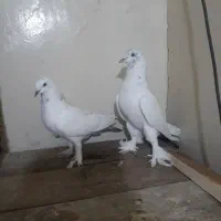 کبوتر گوی گویروخ  سیاه و لوتی