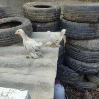 جوجه برهما لایت و ابریشمی نژاد اصیل