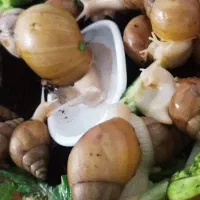 حلزون اچاتینا|خزنده|سیرجان, |دیوار