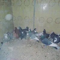 کفتر