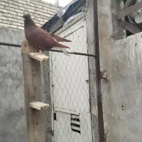 جفت کاغذی دم سفید ودوماده سرخ دم سفید|پرنده|سوسنگرد, |دیوار