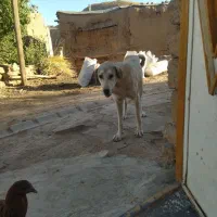 ماده عراقی معاوضه با نر