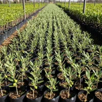 نهال زیتون مرغوب با تخفیف ویژه|خدمات باغبانی و درختکاری|کازرون, |دیوار