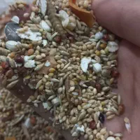 قفس پرنده بزرگ و دون مخلوط