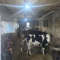 یک نفر جهت کار در گاوداری