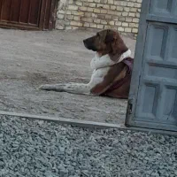 واگذاری پژدر ۱۸ماهه و خراسانی ۱۱ ماهه