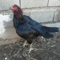 مرغ لاری اصیل|حیوانات مزرعه|نگین شهر, |دیوار