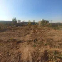 زمین باغ پسته به مساحت 500متر|فروش زمین و ملک کلنگی|شریف‌آباد, |دیوار