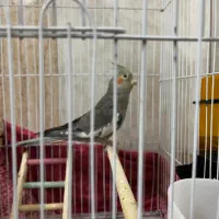 عروس سینامون