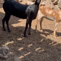 دام های اصلی|حیوانات مزرعه|تربتحیدریه, بازار|دیوار