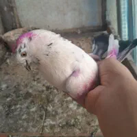 کبوتر تکپر|حیوانات|نگین شهر, |دیوار