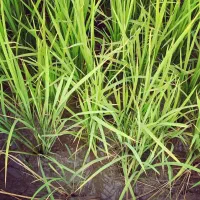 برنج طارم عطری مازندران|خوردنی و آشامیدنی|کیش, |دیوار