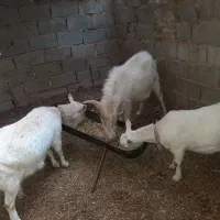 بز سانن|حیوانات مزرعه|درمیان, |دیوار