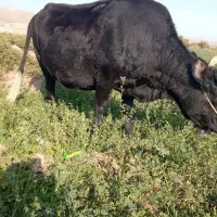 گاو چاق|حیوانات مزرعه|راین, |دیوار