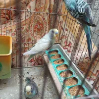 مرغ عشق|پرنده|یاسوج, |دیوار