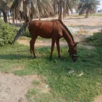 کره اسب|اسب و تجهیزات اسبسواری|عنبرآباد, |دیوار