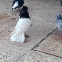 فروش جفت کله سیاه یاهمون کله اهوازی|پرنده|کارون, |دیوار