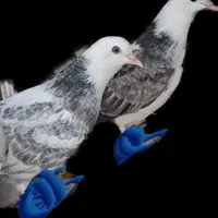 گمشده.