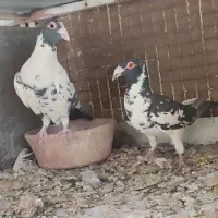 دورگ وپلاکی|پرنده|لنجان, |دیوار