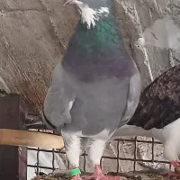 کبوتر جفت ، نروماده پرشی