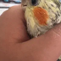 عروس هلندی مولد|پرنده|شیراز, جوادیه|دیوار