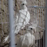 عروس هلندی البینو|پرنده|بهاباد, |دیوار