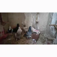 کفتر|پرنده|شیراز, جرسقان|دیوار