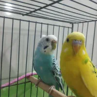 جفت مرغ عشق