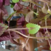 گل ناز|گل و گیاه طبیعی|خرمدره, |دیوار