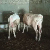 گوساله|حیوانات مزرعه|اسدآباد, |دیوار
