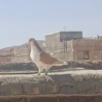 چنتا کفتر پرشی