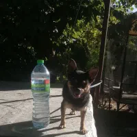 سایز جیبی|سگ|شیراز, انجیره|دیوار