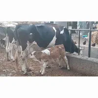 گاو سمینتال