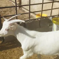 فروش کهره سانن اصل