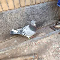 مینا مگس نر