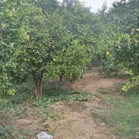 باغچه-700-متری-دوبر