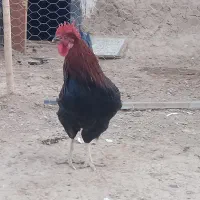 خروس جوان سیاه