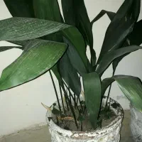 گل یوکا و گل عبایی با گلدان بزرگ|گل و گیاه طبیعی|رشت, توشیبا|دیوار