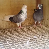 کفتر جفتی|پرنده|فردیس, شهرک ناز|دیوار