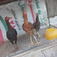 خروس ومرغ لاری