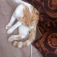 گربه|گربه|گناباد, |دیوار