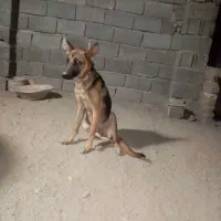 ژرمن6ماهه|سگ|رباطکریم, الارد|دیوار