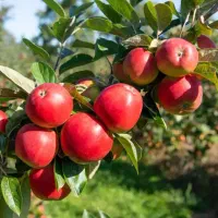 انواع نهالهای مثمر وغیر مثمر یکساله